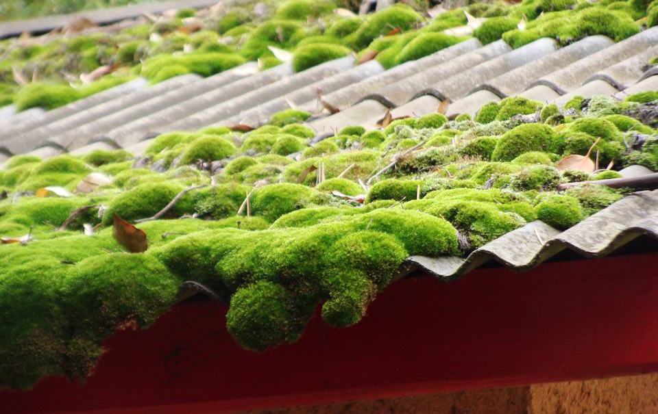 汉字说：“萌”和“芽”的区别是什么？