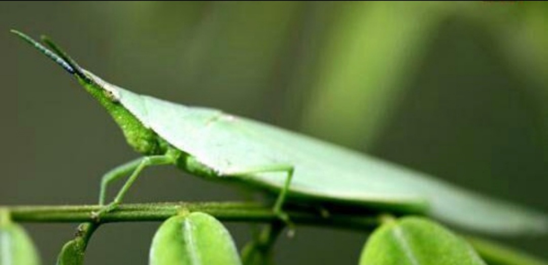 童年记忆里的小虫子,儿时的记忆夏天的风