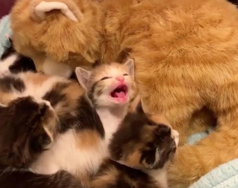 世界上最丑的鸟和最可爱的鱼,世界上最丑的鸟排名