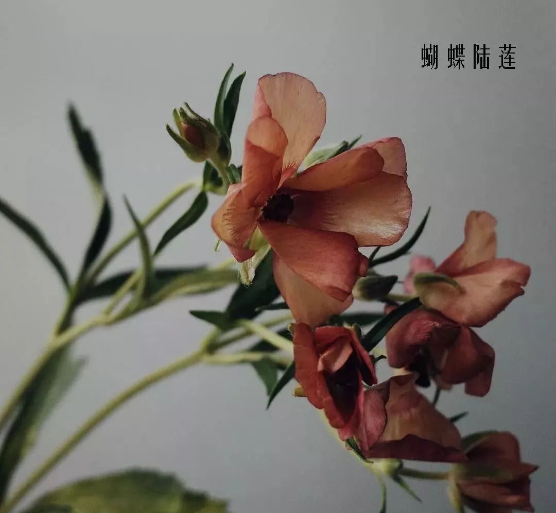 鲜花店常见花材品种大全,花店里同款的两种不同价格的花材