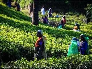 如火如荼|红茶界的F4，来啦