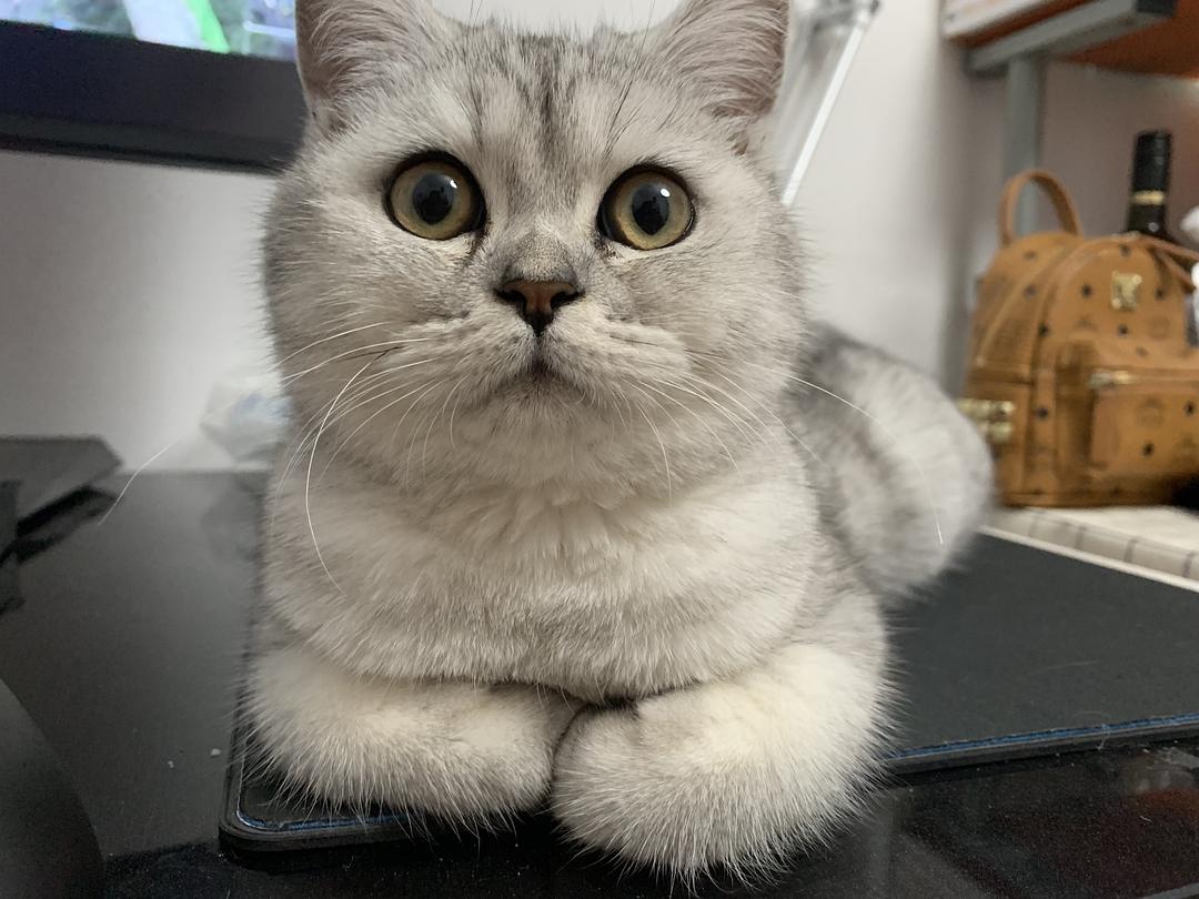 给猫留了几大盆猫粮,给猫咪留了很多猫粮