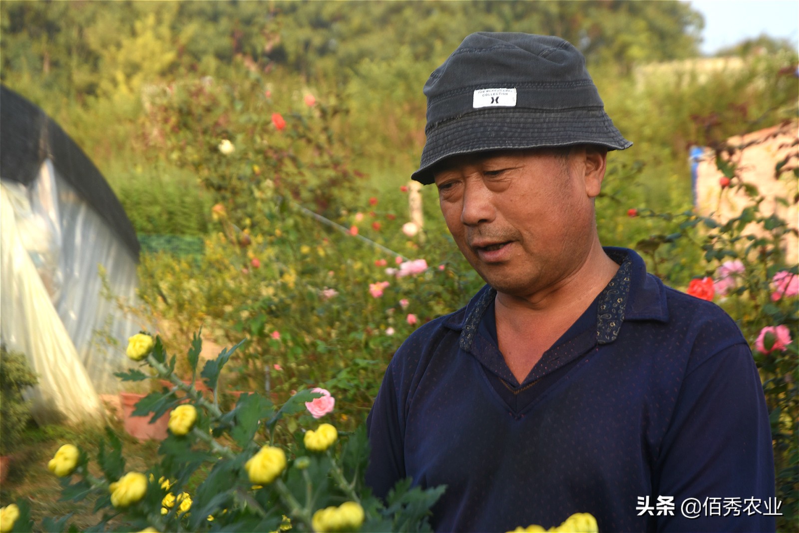 金秋十月菊花鲜,金秋十月菊花怎么样
