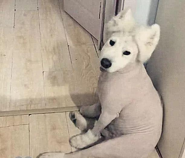 狗狗剃了毛后行为异常,突然把狗狗毛剃掉