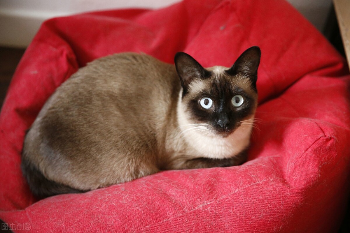 暹罗猫的饲养方法和注意事项,暹罗猫刚养注意什么