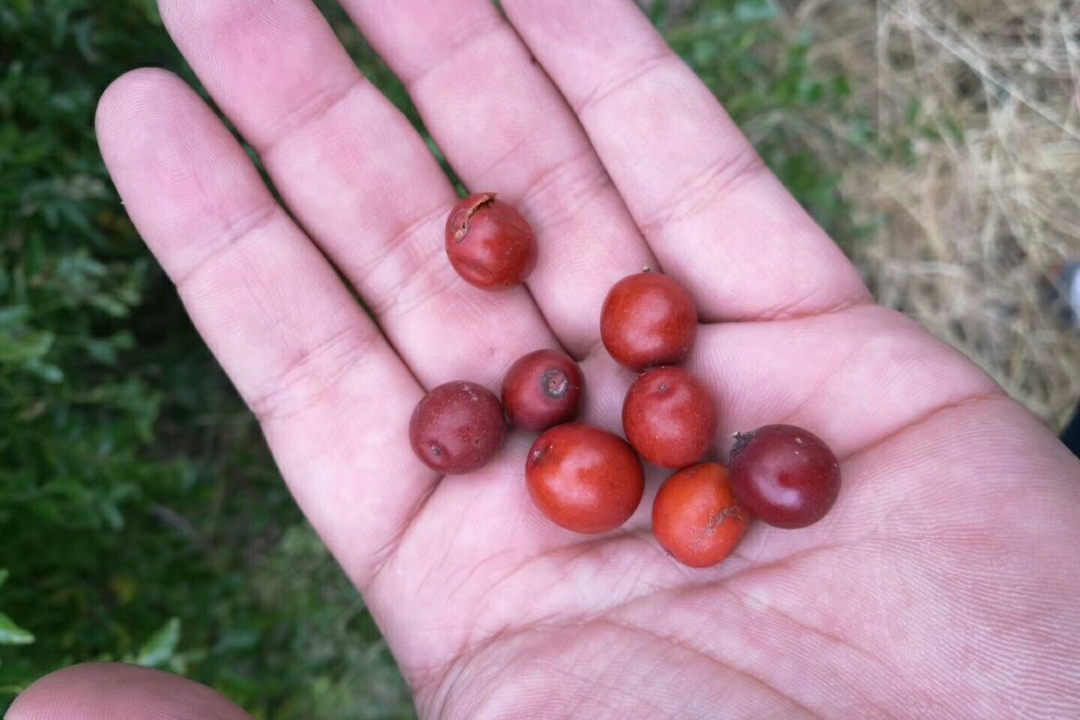 酸枣仁虽然可以卖到2.5元一斤，但是*力暴**采摘会让其命运多舛