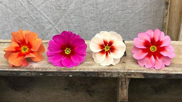 报春花怎么迎接春天,报春花怎么养才能开花