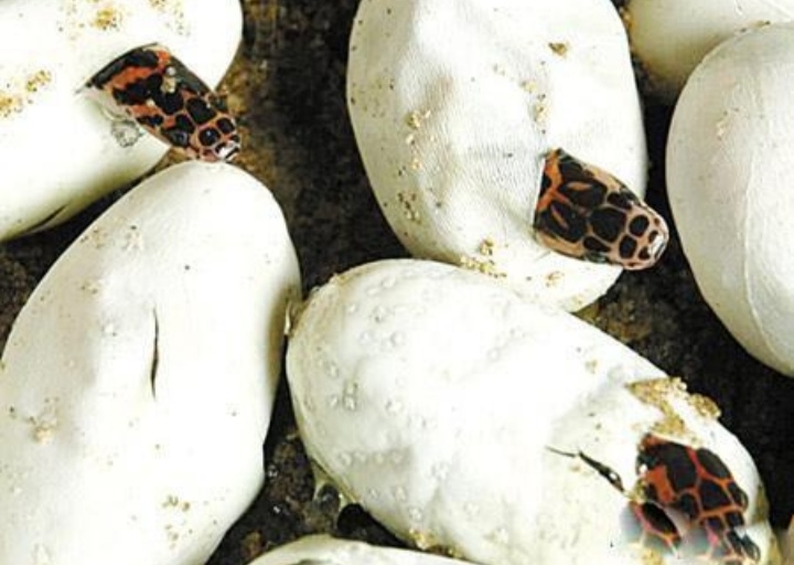 人工蛇类养殖技术视频教学,人工养殖蛇类可行性报告