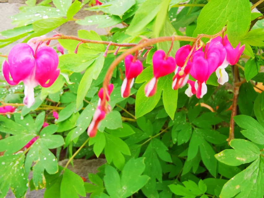 坝上草原沐野农庄,丰宁坝上草原花语云朵民宿