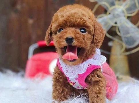 泰迪犬有虫有什么症状,泰迪犬虫子