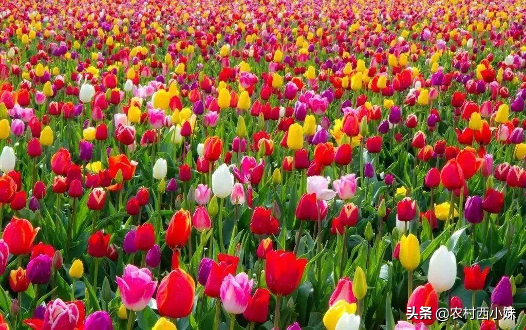 郁金香怎么养要多长时间开花,郁金香开花后怎么养护才能长得好