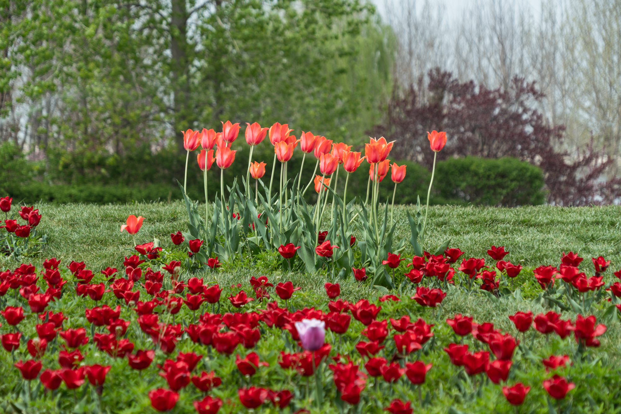 国际鲜花港郁金香,看郁金香北京国际鲜花港