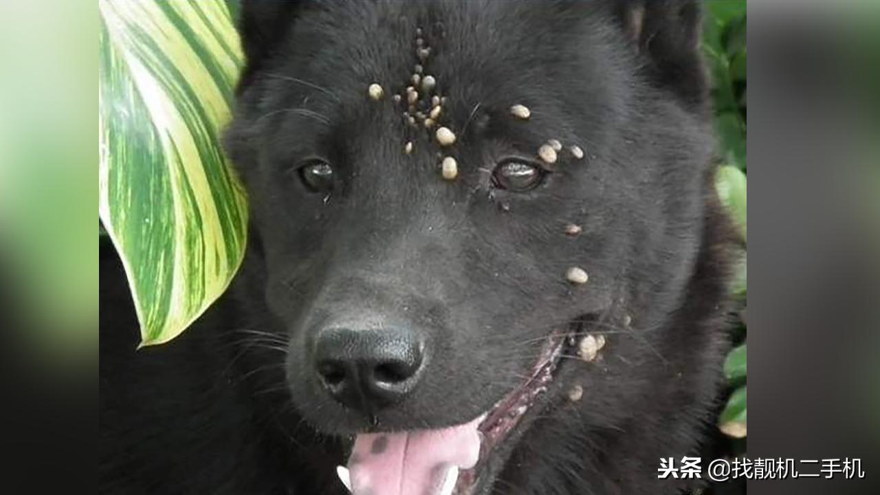 蜱虫紧咬在狗狗身上，到底怎样才能取出来？