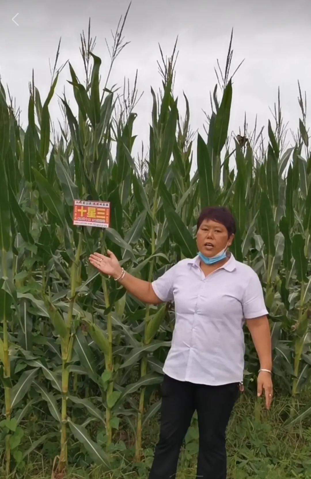 2020年啥时候玉米挂牌,玉米啥时候挂牌