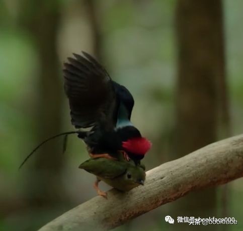 你这个坏怂，尽显渣之本色