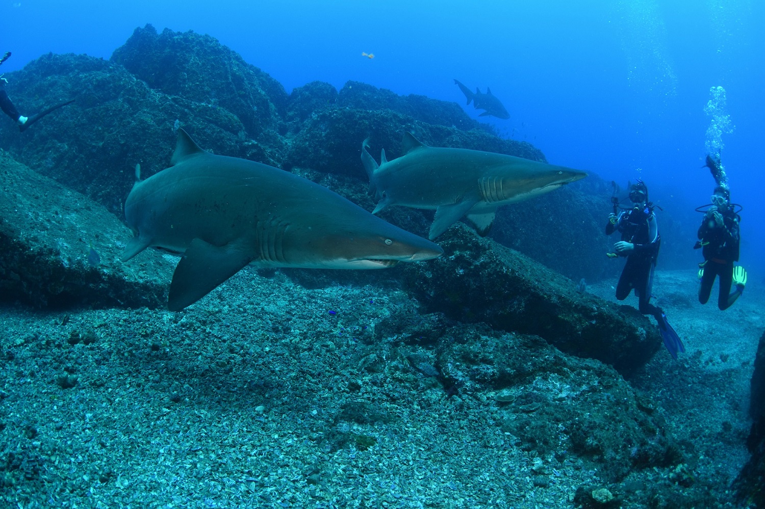 奇妙海洋动物认识鲸鱼和章鱼,认识海洋生物感受海洋神奇之美