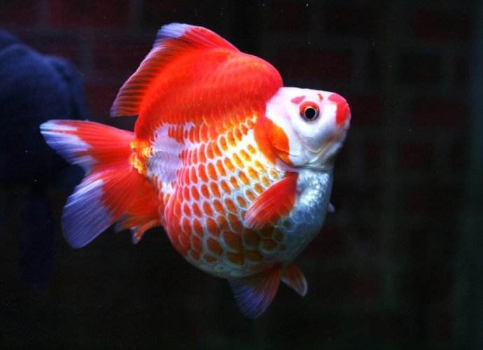 各种金鱼的特点都是什么,品种繁多的金鱼是由什么决定的