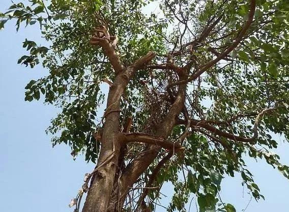 精油小知识罗马洋甘菊,精油小知识大全