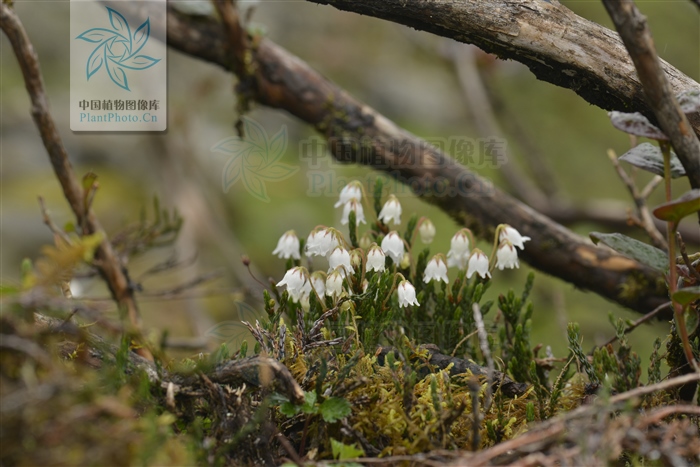 草灵芝，见过吗？用于肝胃气痛、食欲不振、神经衰弱