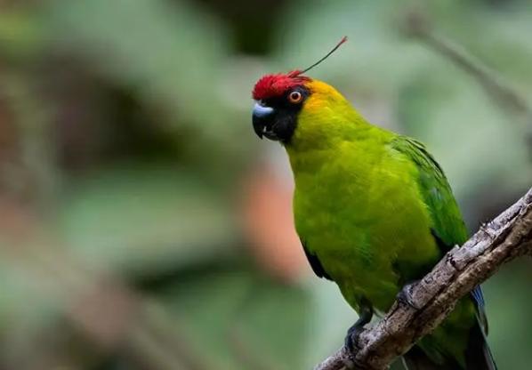 红头绿身鹦鹉蓝翅膀的鹦鹉,天生红眼的鹦鹉叫什么品种