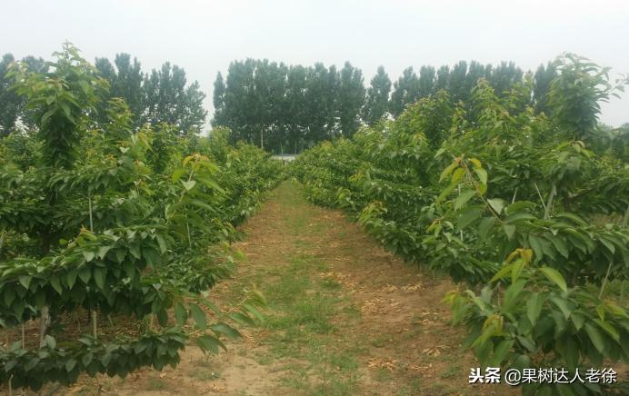 樱桃好吃树难栽，已经过时了，关键是要掌握好这些标准管理技术