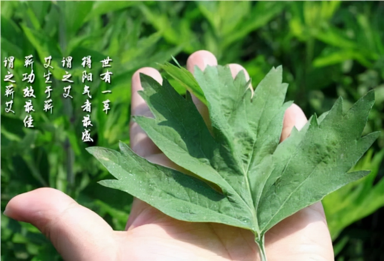 艾条批发怎样购买艾条,艾条在哪买又便宜又多