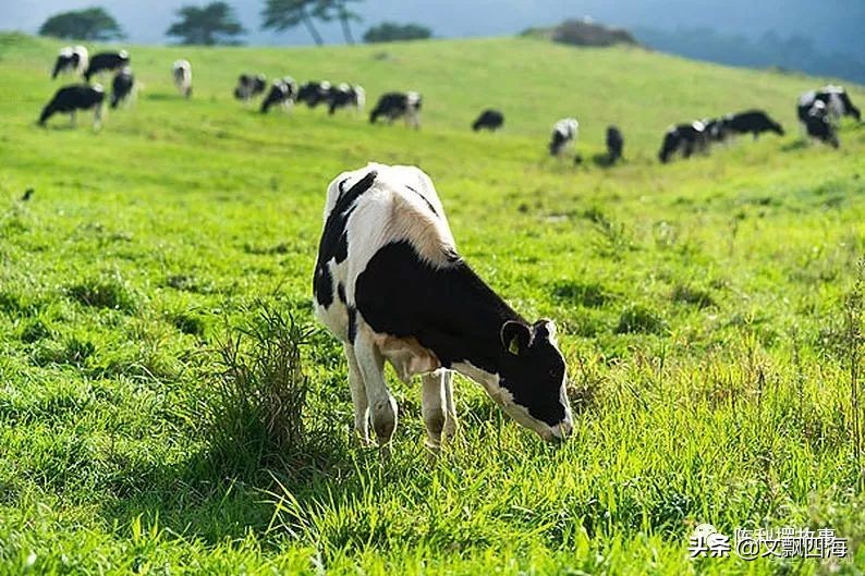 你知道奶牛一生有多痛苦吗,喝牛奶就是对奶牛的残忍吗