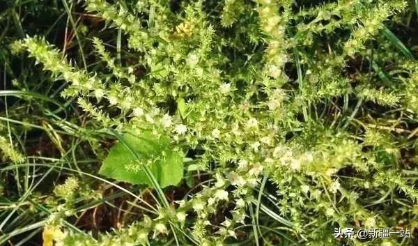 荒漠中有哪些能吃的植物,南疆常见的野生植物