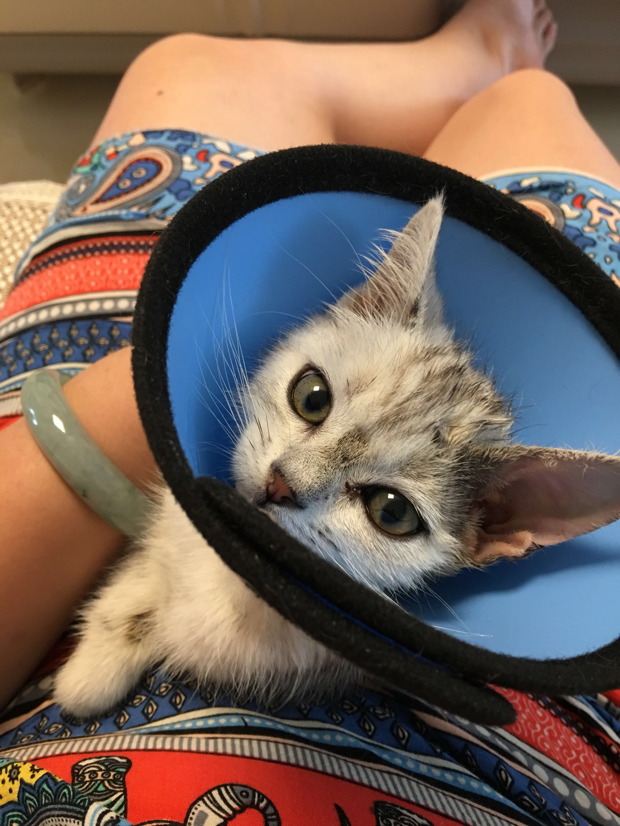 猫藓不可怕，对抗它需要的不仅仅是药物，更需要时间与耐心