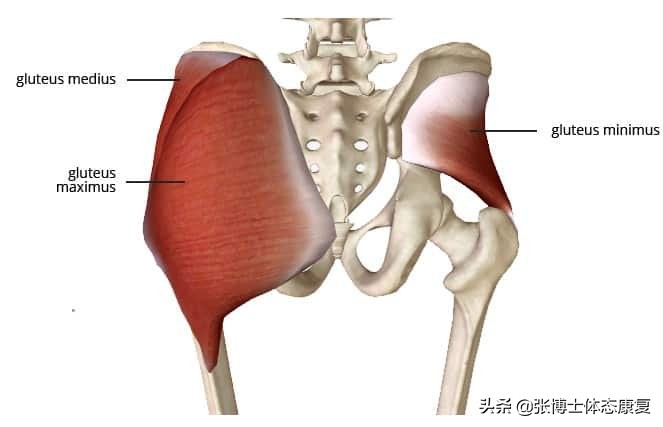 体态骨盆后倾怎么办,体态骨盆倾斜怎么矫正