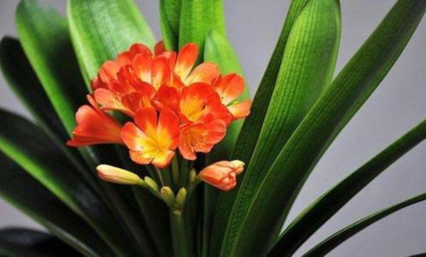 君子兰开花后怎么样使结籽成熟,君子兰长红果怎么处理