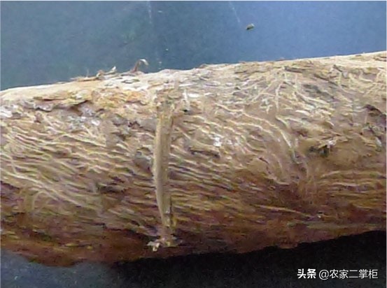 设施甜樱桃花期管理,樱桃种植技术及病虫害防治