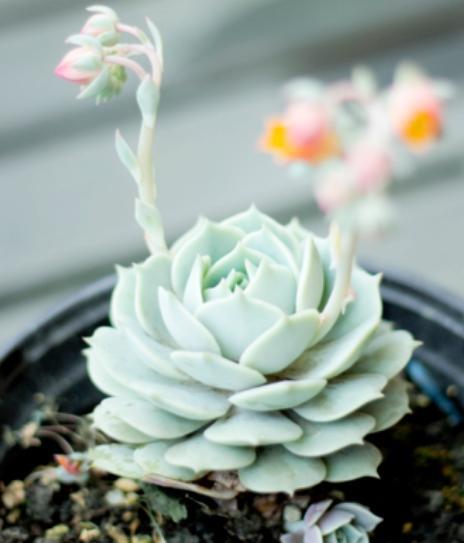 多肉植物开花了要不要剪掉,多肉植物山地玫瑰开花了怎么养殖
