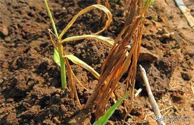 生姜染上姜瘟病怎么治,生姜种植病虫害防治