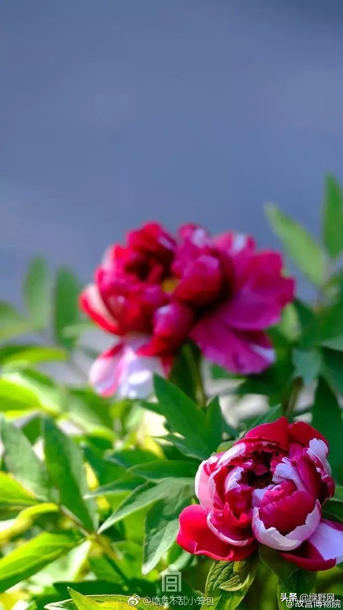 赏花好时节,赏花感言一句话