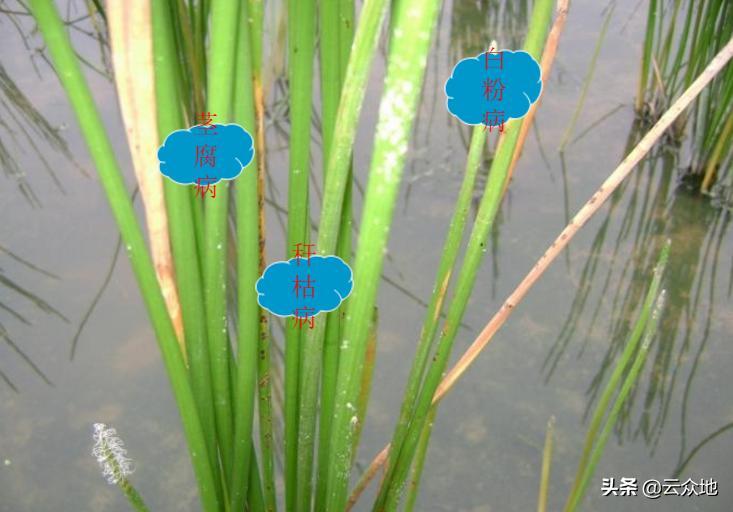 荸荠种植如何实现高产?掌握荸荠栽培管理要点,很实用的技术