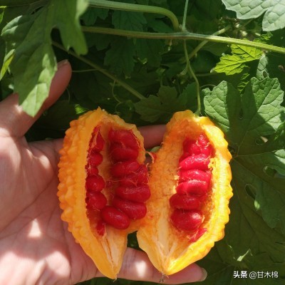 童年野果子,儿时的野果子总让人回味无穷