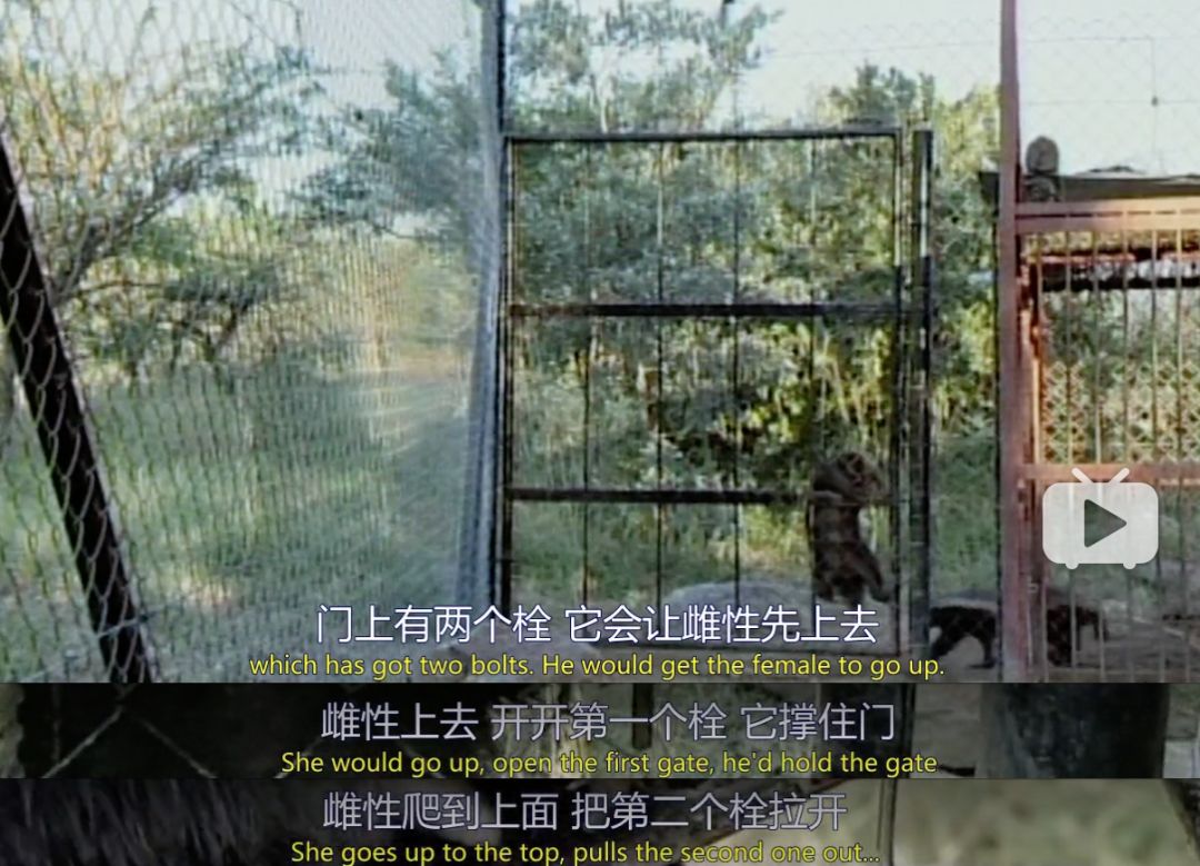 你们吃的野味蜜獾，居然是称霸非洲的平头哥