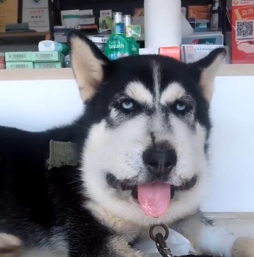 哈士奇破坏力很大吗,哈士奇的破坏力有多大