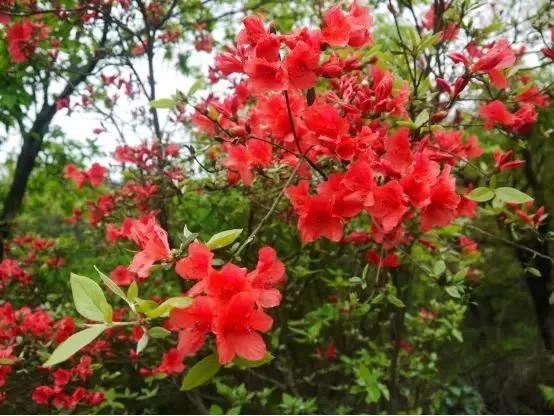 百花图谱大全100幅,工笔百花图谱100种