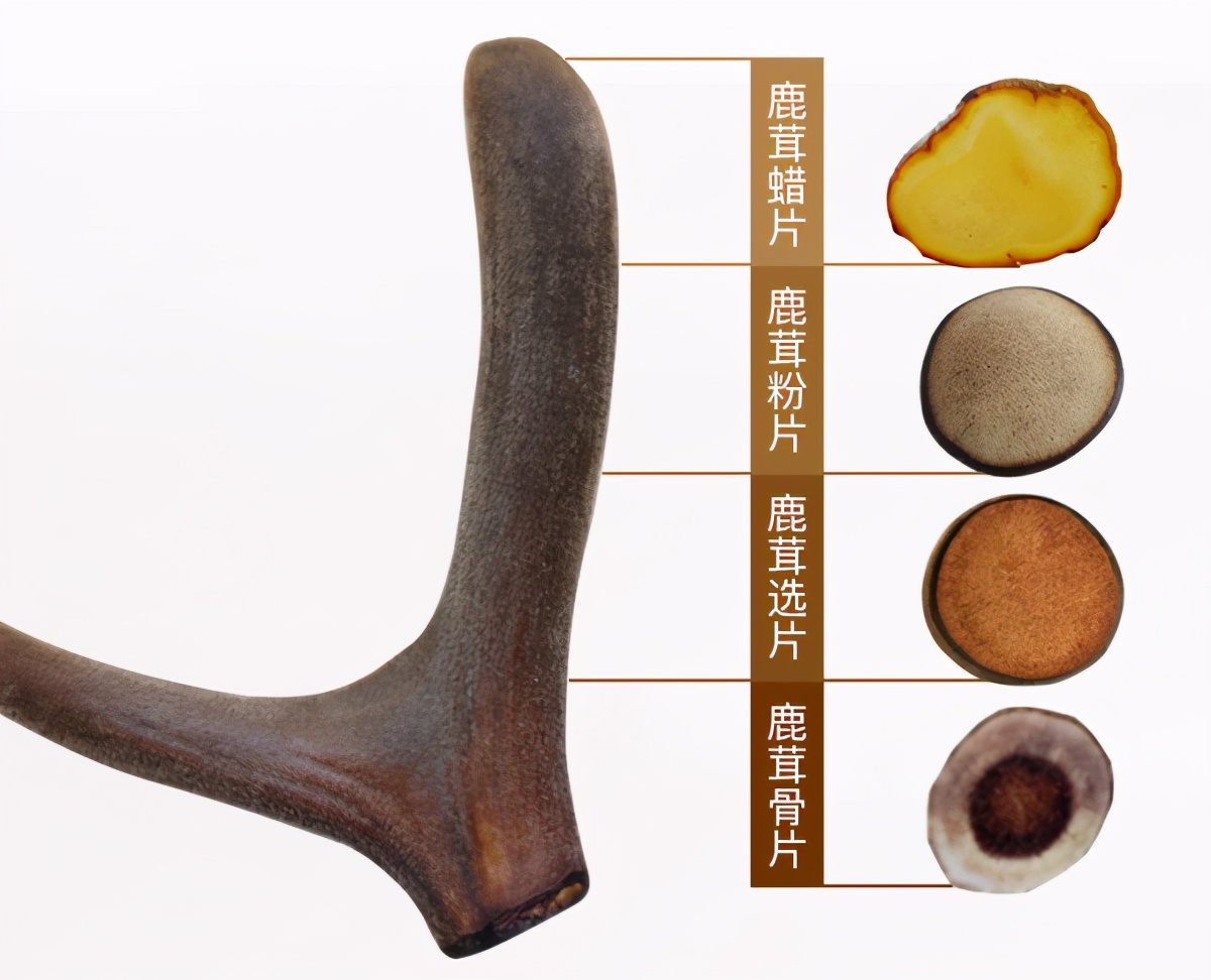 采割鹿茸时鹿会感到疼痛吗,梅花鹿不麻醉割鹿茸痛吗