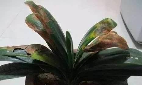 如何防止君子兰叶片晒伤,养了三年的君子兰有黄叶什么情况