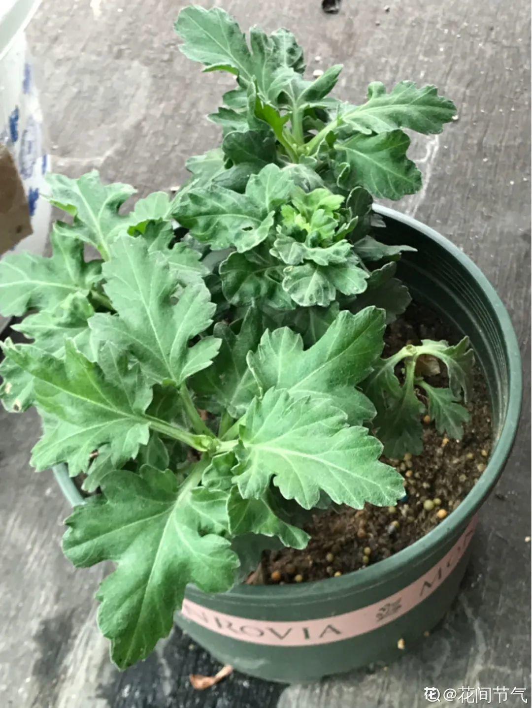 耐寒又好养的香水花,家里可以养法国香水花