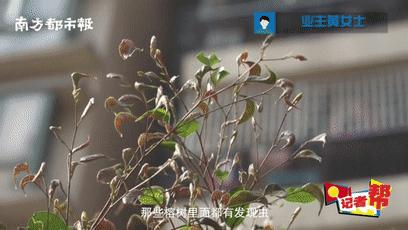 神秘小黑虫,芝麻大小的小黑虫咬人特别痒