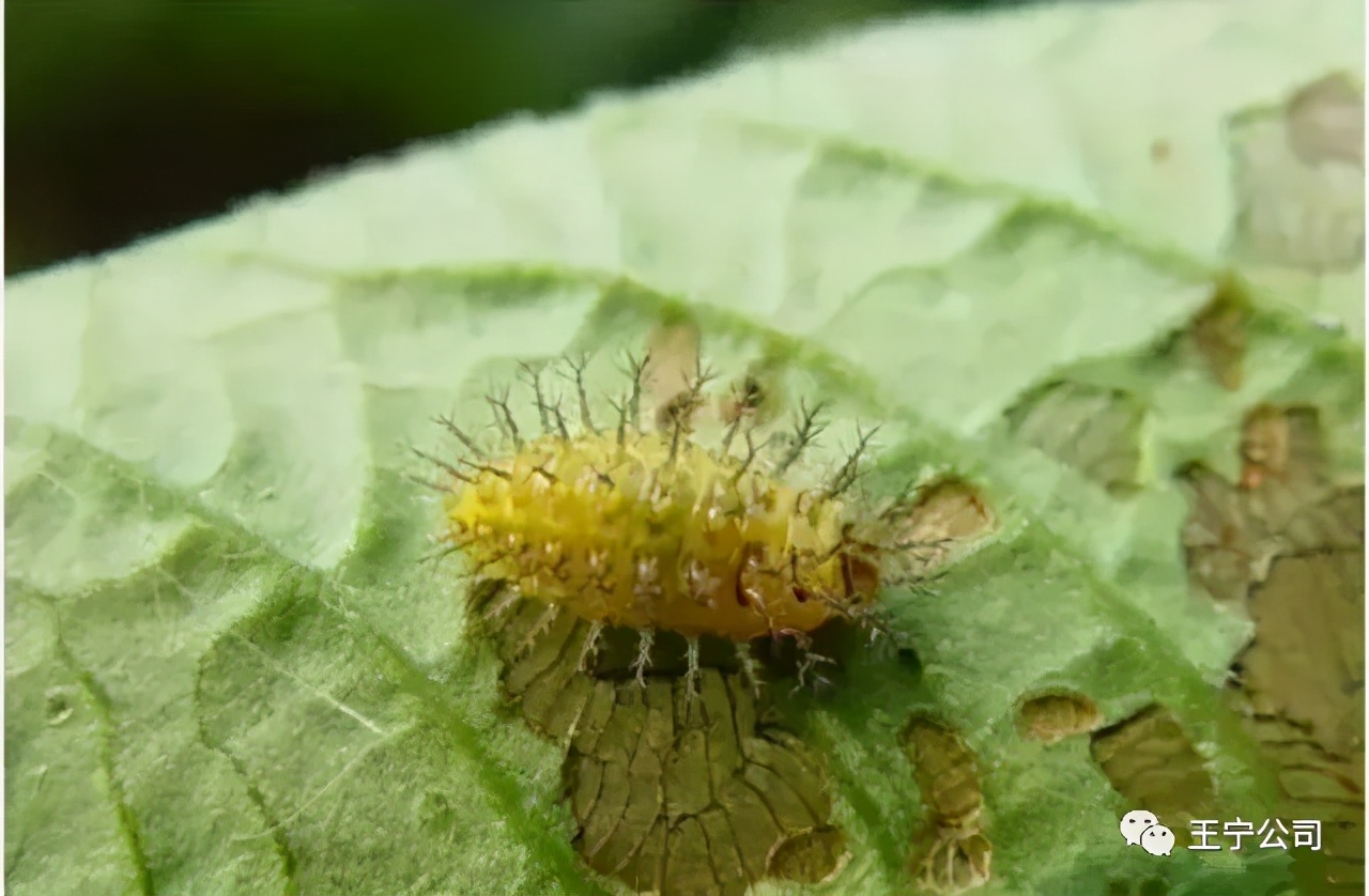 夏播玉米虫害图片大全,玉米虫害图谱高清大图