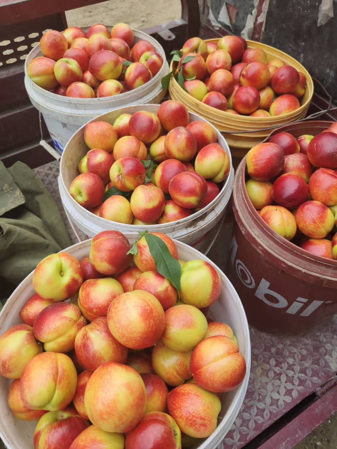 油桃大量上市，一斤多少钱？农民大爷咋说？