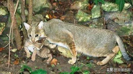 为什么猫见了狸猫会被吃,野狸子真是家猫的天敌吗