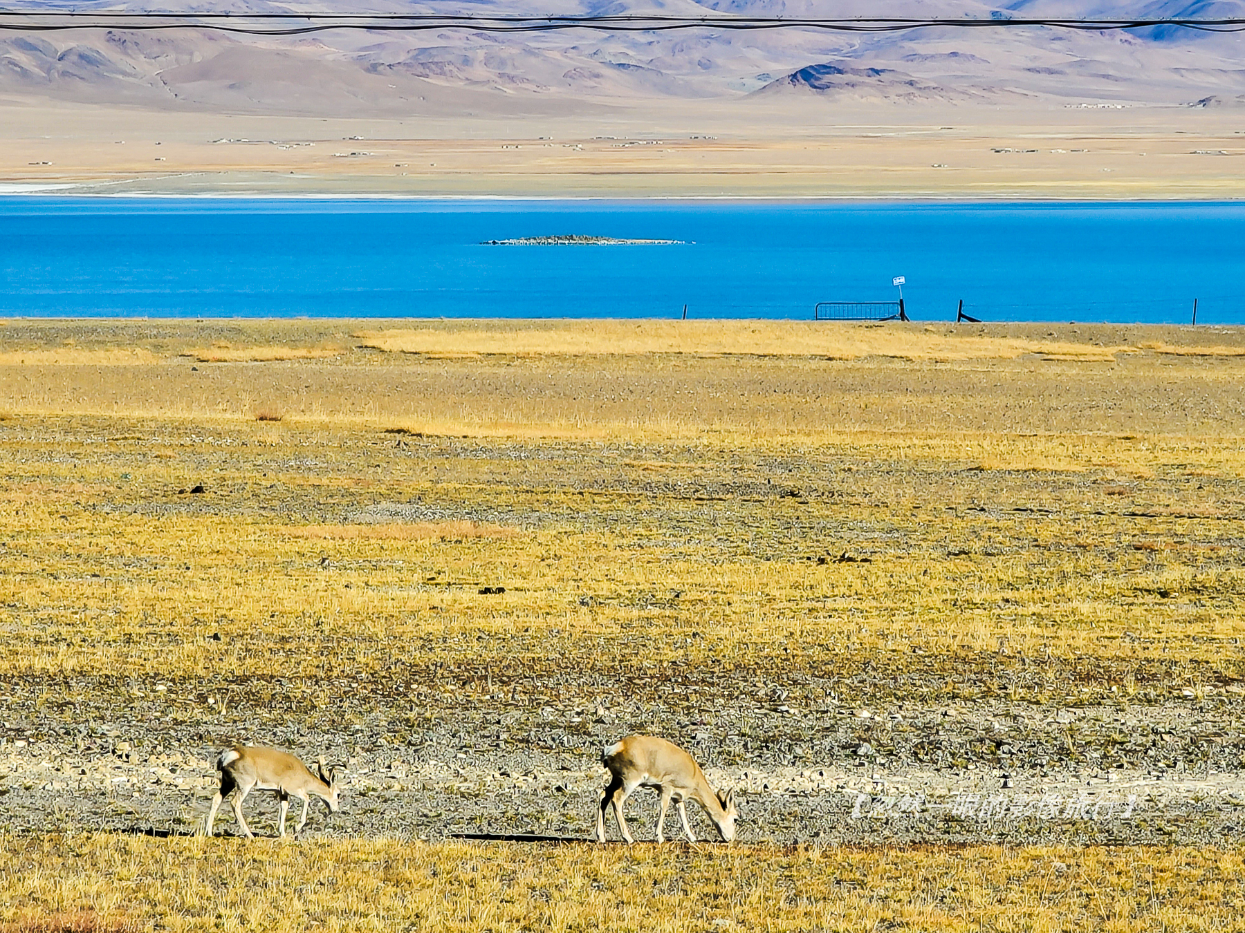阿里无人区野狼出没,阿里无人区狐狸