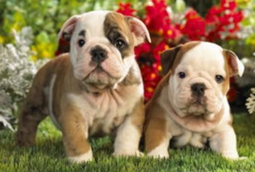 什么是狗狗脊柱病,什么是狗狗软骨病