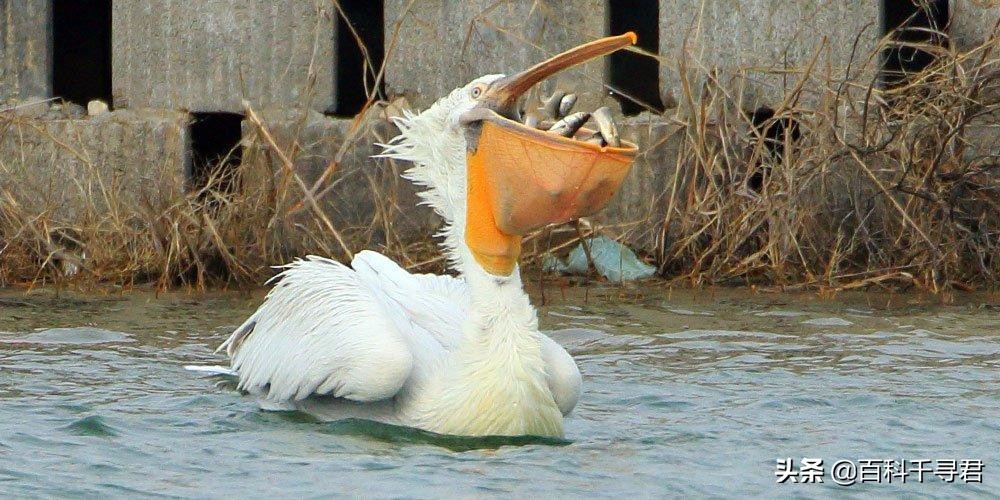 鹈鹕吞猎物到肚子里是怎么样的,鹈鹕会吞掉同类吗